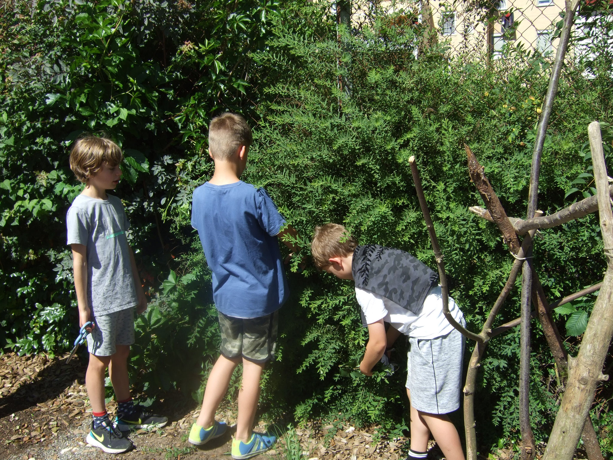 Hecke schneiden