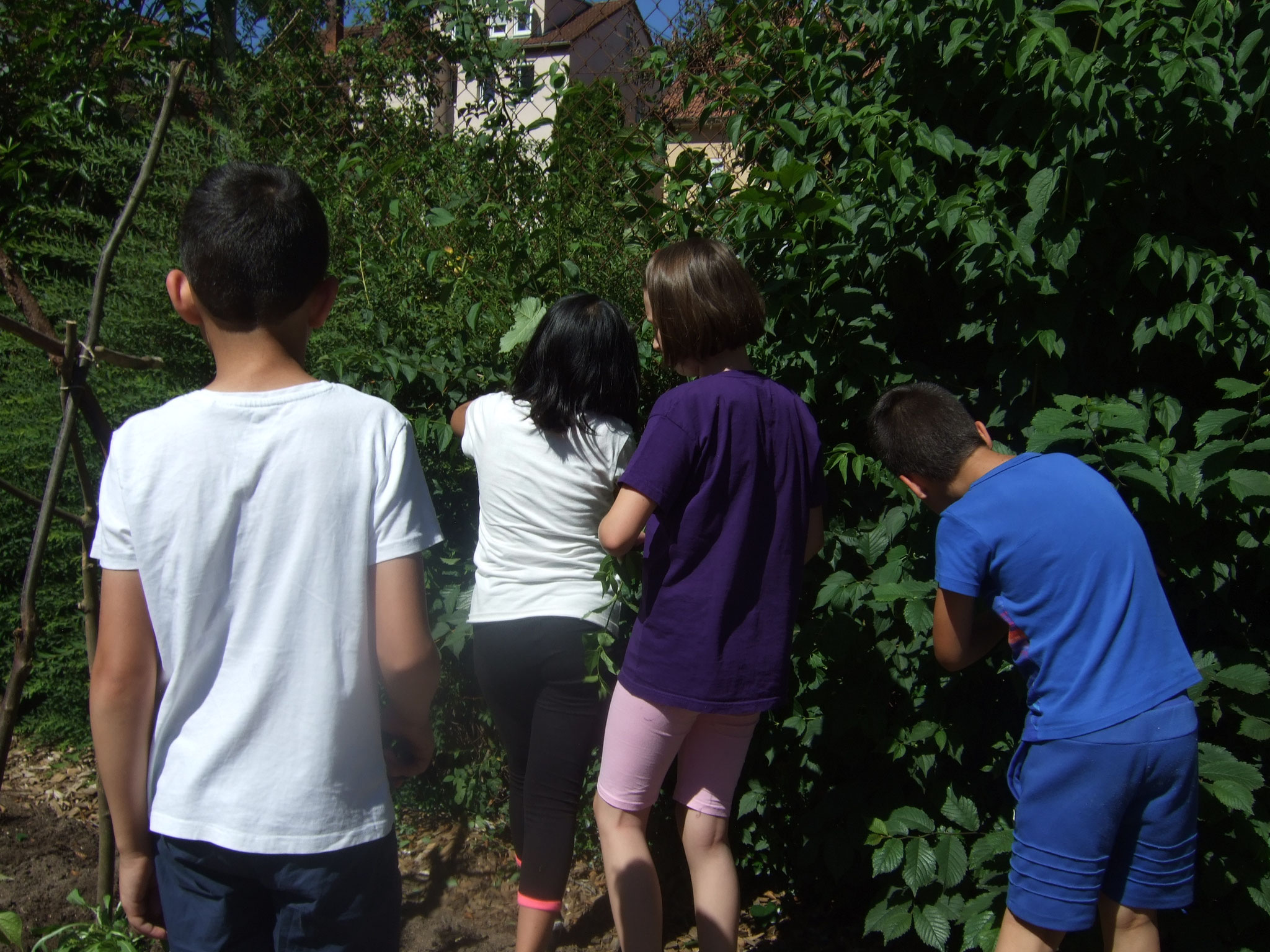 Hecke am Beetrand schneiden
