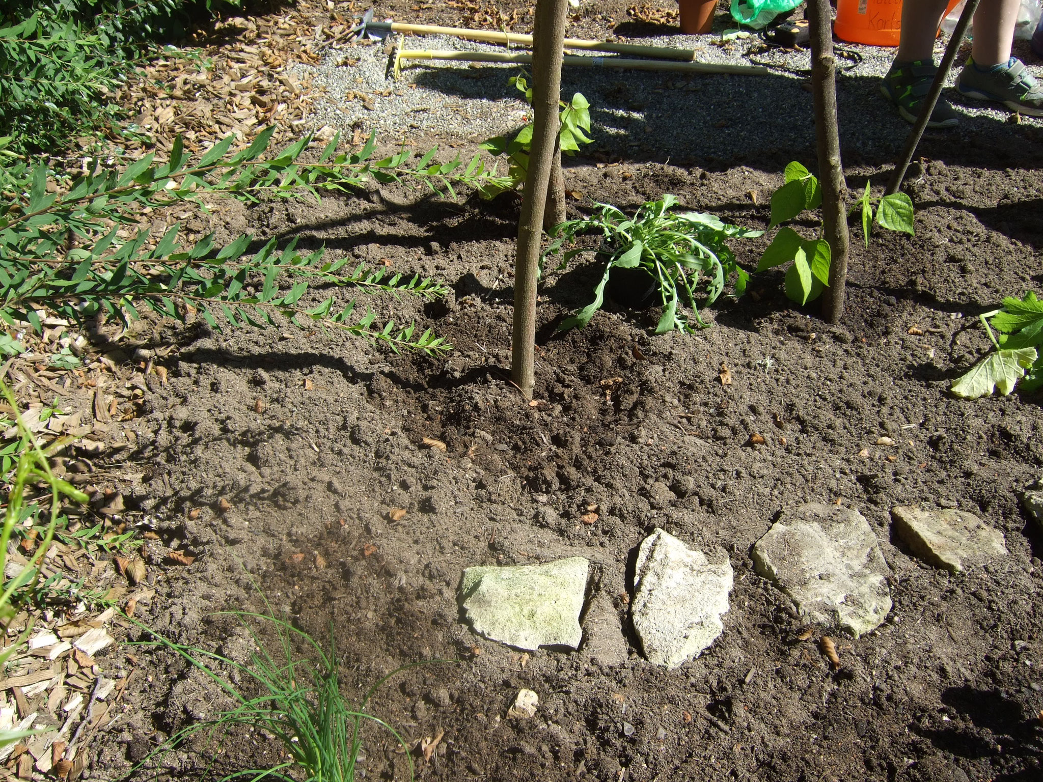 Rucola im Bohnentipi